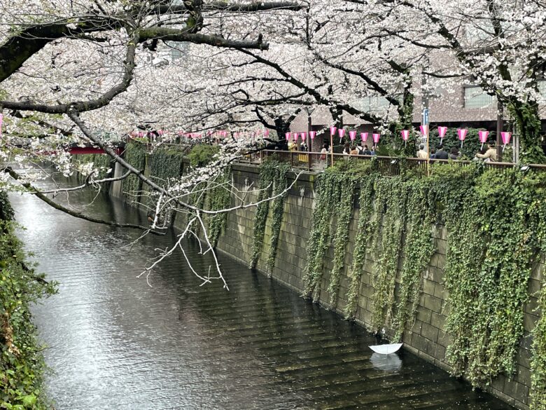 桜　川