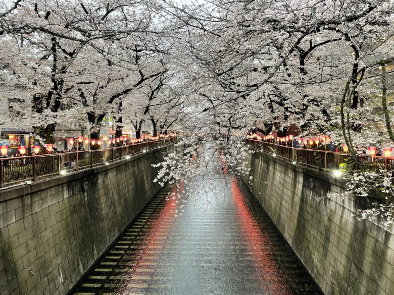 桜水面